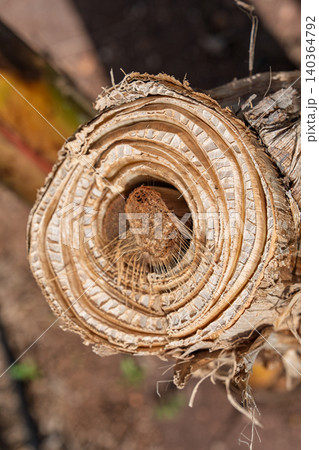 Cut banana trunk cross section showing concentric layers and intricate macro detail isolated on Cut banana trunk cross section showing concentric layers and intricate macro detail isolated on 140364792