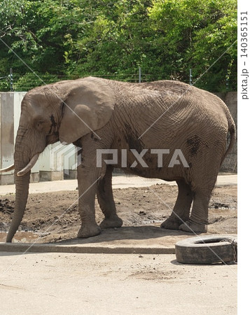 動物園の象 140365151