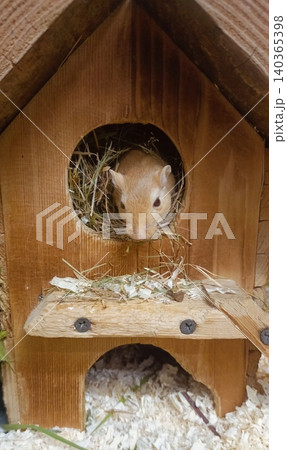 Cute Gerbil Peeking Out of Wooden House in Cage with Hay and Wood Shavings Cute Gerbil Peeking Out of Wooden House in Cage with Hay and Wood Shavings 140365398