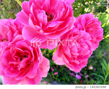 華やかに咲き誇るピンクローズの花束のようなバラ 140365490