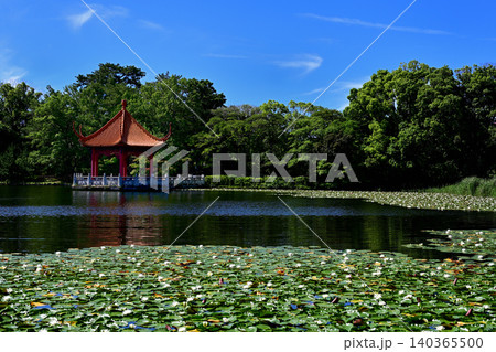 緑ヶ丘公園　睡蓮　風景 140365500
