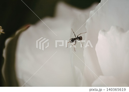 Ant walking on white flower petal in natural setting 140365619