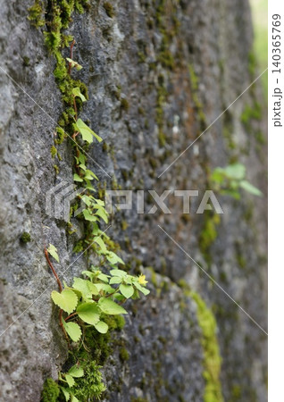 石垣の隙間から生える植物 石垣の隙間から生える植物 140365769