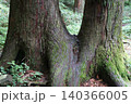 寄り添う樹木 140366005