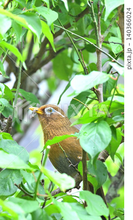 庭の梅の木でさえずるガビチョウ(画眉鳥) 初夏の野鳥風景 庭の梅の木でさえずるガビチョウ(画眉鳥) 初夏の野鳥風景 140366024