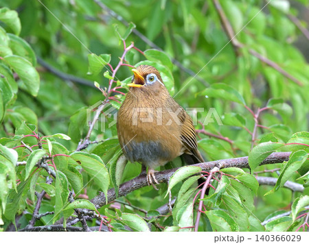 庭の梅の木でさえずるガビチョウ(画眉鳥) 初夏の野鳥風景 庭の梅の木でさえずるガビチョウ(画眉鳥) 初夏の野鳥風景 140366029