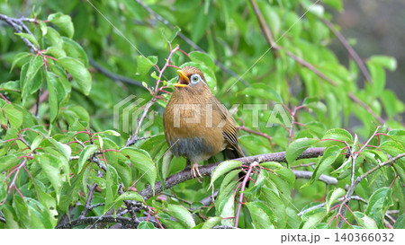 庭の梅の木でさえずるガビチョウ(画眉鳥) 初夏の野鳥風景 庭の梅の木でさえずるガビチョウ(画眉鳥) 初夏の野鳥風景 140366032