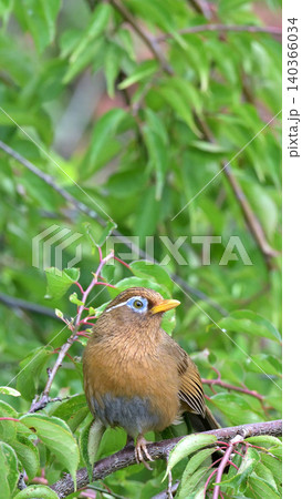 庭の梅の木でさえずるガビチョウ（画眉鳥） 初夏の野鳥風景 140366034