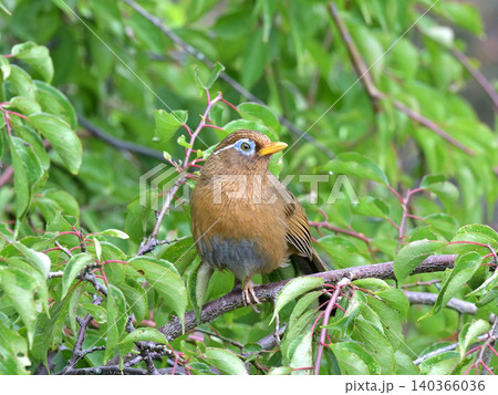 庭の梅の木でさえずるガビチョウ(画眉鳥) 初夏の野鳥風景 庭の梅の木でさえずるガビチョウ(画眉鳥) 初夏の野鳥風景 140366036