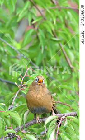 庭の梅の木でさえずるガビチョウ(画眉鳥) 初夏の野鳥風景 庭の梅の木でさえずるガビチョウ(画眉鳥) 初夏の野鳥風景 140366039