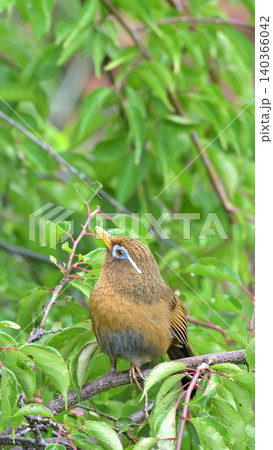 庭の梅の木でさえずるガビチョウ(画眉鳥) 初夏の野鳥風景 庭の梅の木でさえずるガビチョウ(画眉鳥) 初夏の野鳥風景 140366042