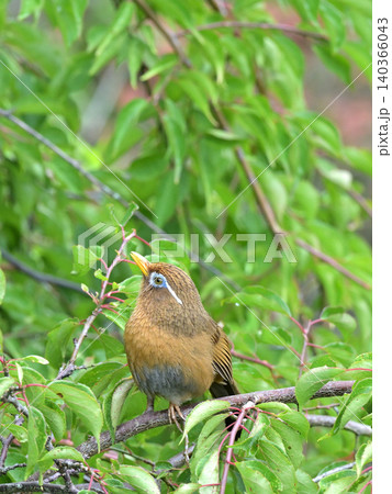 庭の梅の木でさえずるガビチョウ(画眉鳥) 初夏の野鳥風景 庭の梅の木でさえずるガビチョウ(画眉鳥) 初夏の野鳥風景 140366043
