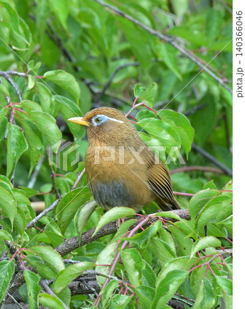 庭の梅の木でさえずるガビチョウ(画眉鳥) 初夏の野鳥風景 庭の梅の木でさえずるガビチョウ(画眉鳥) 初夏の野鳥風景 140366046
