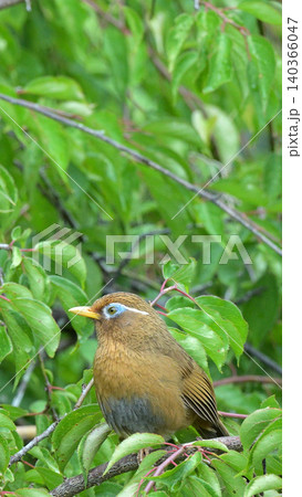 庭の梅の木でさえずるガビチョウ(画眉鳥) 初夏の野鳥風景 庭の梅の木でさえずるガビチョウ(画眉鳥) 初夏の野鳥風景 140366047
