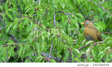 庭の梅の木でさえずるガビチョウ(画眉鳥) 初夏の野鳥風景 庭の梅の木でさえずるガビチョウ(画眉鳥) 初夏の野鳥風景 140366048