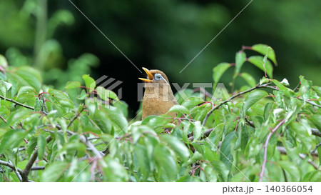 庭の梅の木でさえずるガビチョウ(画眉鳥) 初夏の野鳥風景 庭の梅の木でさえずるガビチョウ(画眉鳥) 初夏の野鳥風景 140366054