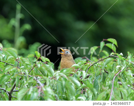 庭の梅の木でさえずるガビチョウ(画眉鳥) 初夏の野鳥風景 庭の梅の木でさえずるガビチョウ(画眉鳥) 初夏の野鳥風景 140366057
