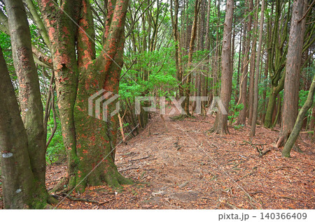 伊豆半島　伊豆山稜線歩道　魂ノ山の森の登山道 140366409