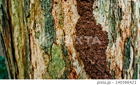 close-up photo of tree bark as background close-up photo of tree bark as background 140366421