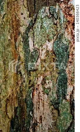 close-up photo of tree bark as background close-up photo of tree bark as background 140366423