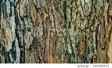 close-up photo of tree bark as background close-up photo of tree bark as background 140366425