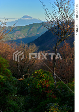 伊豆半島 伊豆山稜線歩道の魂ノ山の森から望む初冬の富士山 伊豆半島 伊豆山稜線歩道の魂ノ山の森から望む初冬の富士山 140366540