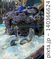 水族館 140366624