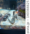水族館 140366625