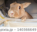 おでかけバッグから顔を出すうさぎ 140366649