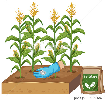 Vector Illustration of Hand Fertilizing Corn Plants in Soil Patch 140366822