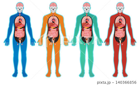 Color Coded Human Body Anatomy Vector Illustration Color Coded Human Body Anatomy Vector Illustration 140366856