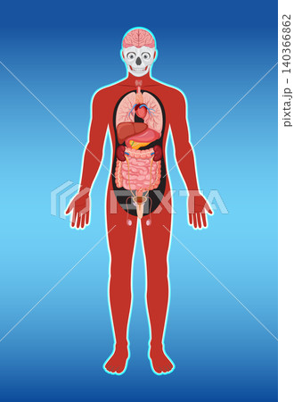 Human Body Diagram with Internal Organs and Brain Human Body Diagram with Internal Organs and Brain 140366862