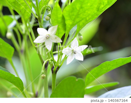 白い花を咲かせるトウガラシ（唐辛子） 家庭菜園の夏野菜 140367164