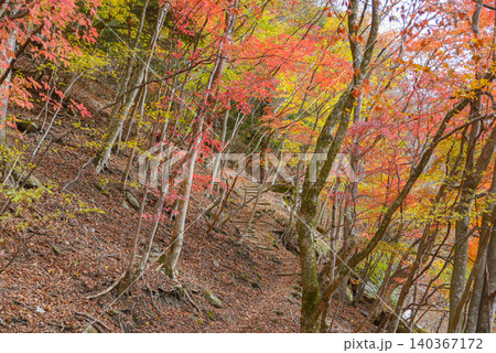 紅葉に染まる登山道 西丹沢 紅葉に染まる登山道 西丹沢 140367172