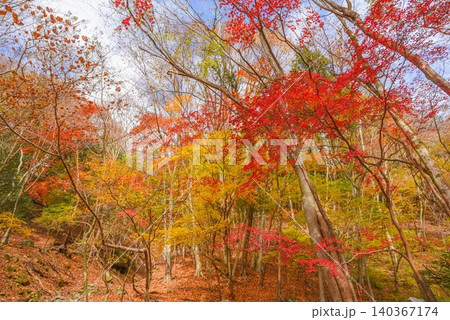紅葉に染まる登山道 西丹沢 紅葉に染まる登山道 西丹沢 140367174