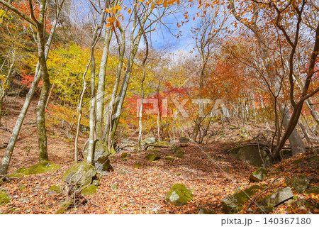 紅葉に染まる登山道　西丹沢 140367180