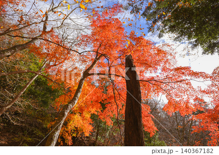 紅葉に染まる登山道 西丹沢 紅葉に染まる登山道 西丹沢 140367182