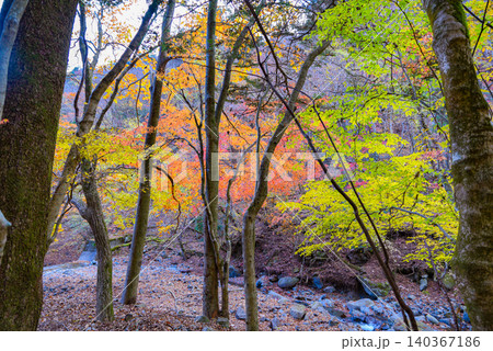 紅葉に染まる登山道 西丹沢 紅葉に染まる登山道 西丹沢 140367186