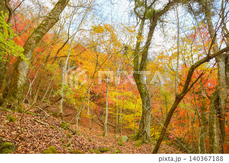 紅葉に染まる登山道　西丹沢 140367188
