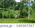六呂師高原の白樺 140367367