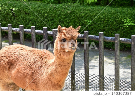 もこもこ毛のアルパカ もこもこ毛のアルパカ 140367387