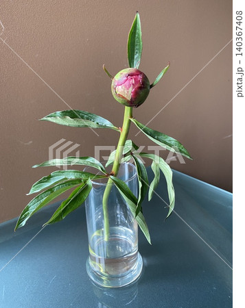 機械学習用の切り花 　北海道産の芍薬 [サラベルナール] 140367408