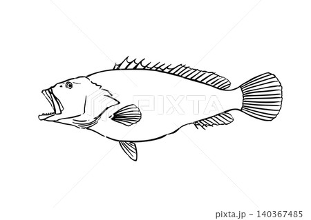 クエの筆タッチ線画イラスト 海水魚線画図鑑風 クエの筆タッチ線画イラスト 海水魚線画図鑑風 140367485