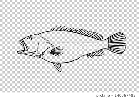 クエの筆タッチ線画イラスト 海水魚線画図鑑風 クエの筆タッチ線画イラスト 海水魚線画図鑑風 140367485