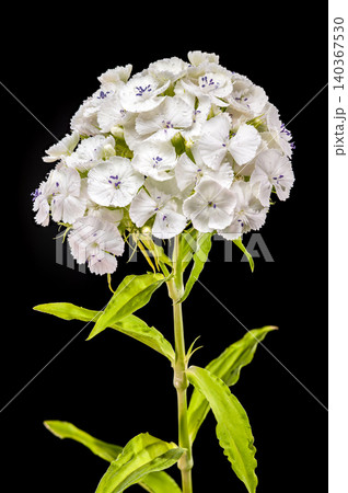 Elegant White Sweet William Dianthus Flowers on Black Background 140367530