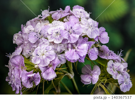 Tender Lilac Sweet William Dianthus Flowers on Green Background 140367537