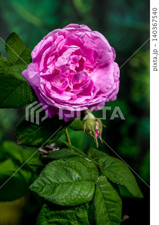 Beautiful Pink Rose Flower Blooming on Bush in Fresh Garden Beautiful Pink Rose Flower Blooming on Bush in Fresh Garden 140367540