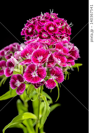Beautiful Pink Sweet William Dianthus Flowers on Black Background 140367541