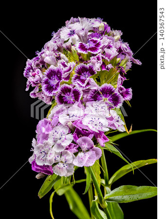 Purple and White Sweet William Dianthus Flowers on Black Background 140367543