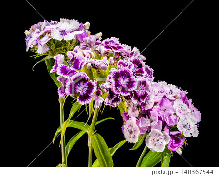Purple and White Sweet William Dianthus Flowers on Black Background Purple and White Sweet William Dianthus Flowers on Black Background 140367544